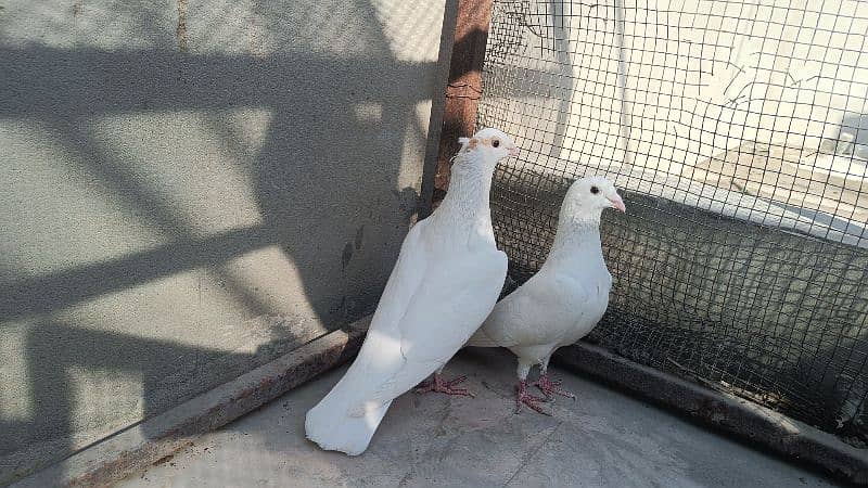 Fancy Pigeons For Sale 5