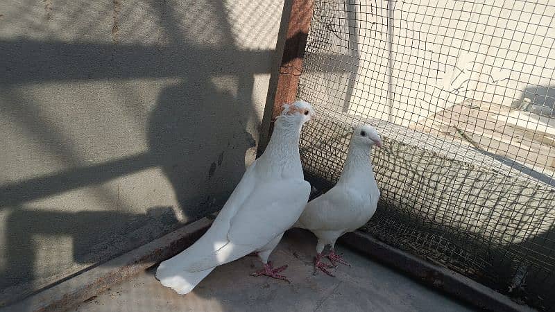 Fancy Pigeons For Sale 6