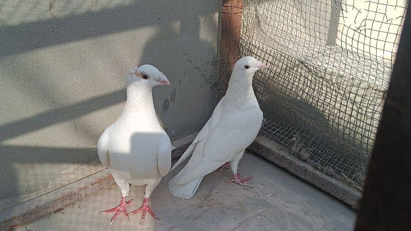 Fancy Pigeons For Sale 7