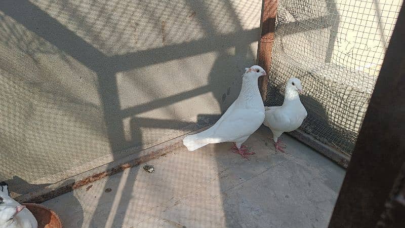 Fancy Pigeons For Sale 8