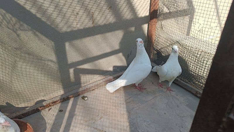 Fancy Pigeons For Sale 9