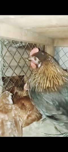 Golden misri murgia /hens for sale