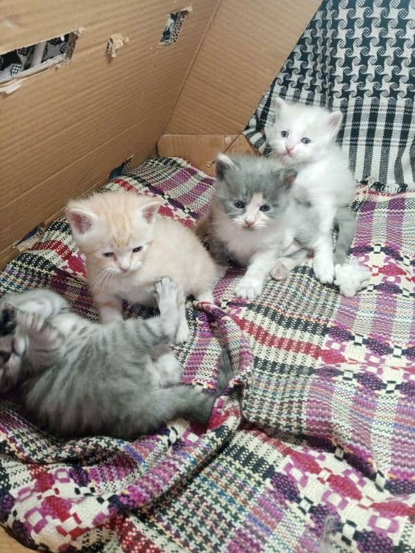 4 baby kittens for sale 1 baby kitten price 7000 2