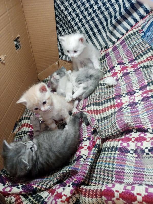 4 baby kittens for sale 1 baby kitten price 7000 3