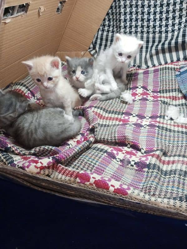 4 baby kittens for sale 1 baby kitten price 7000 4