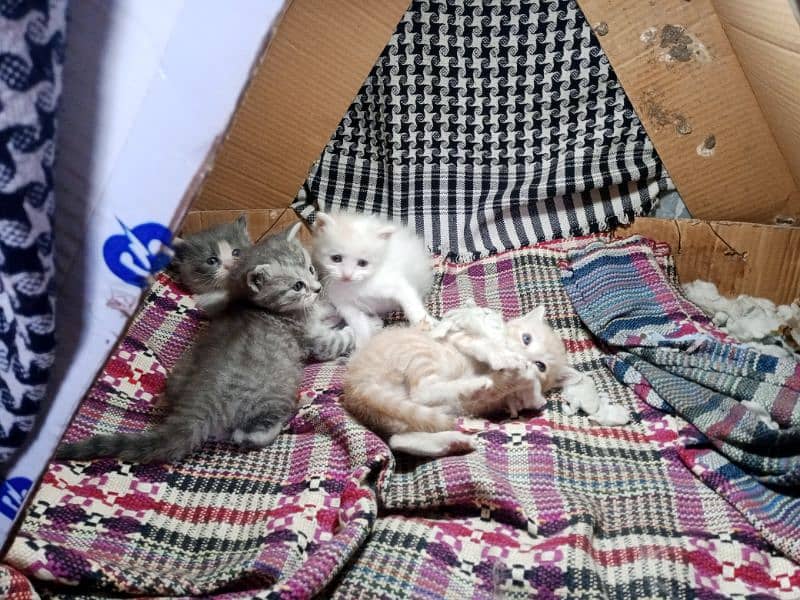 4 baby kittens for sale 1 baby kitten price 7000 6