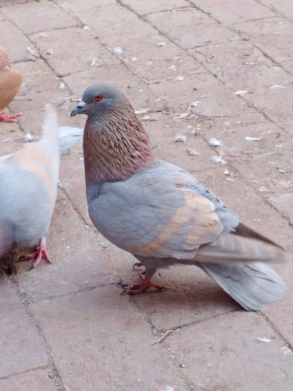 multiple pigeons 0