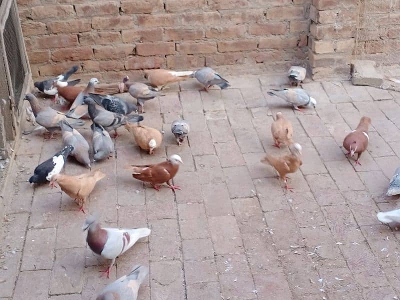 multiple pigeons 10