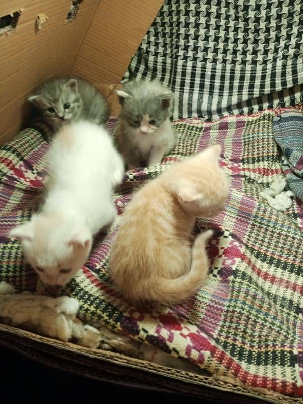 4 baby kittens for sale 1 baby kitten price 7000 8