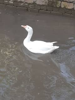 one male duck for sale and exchange