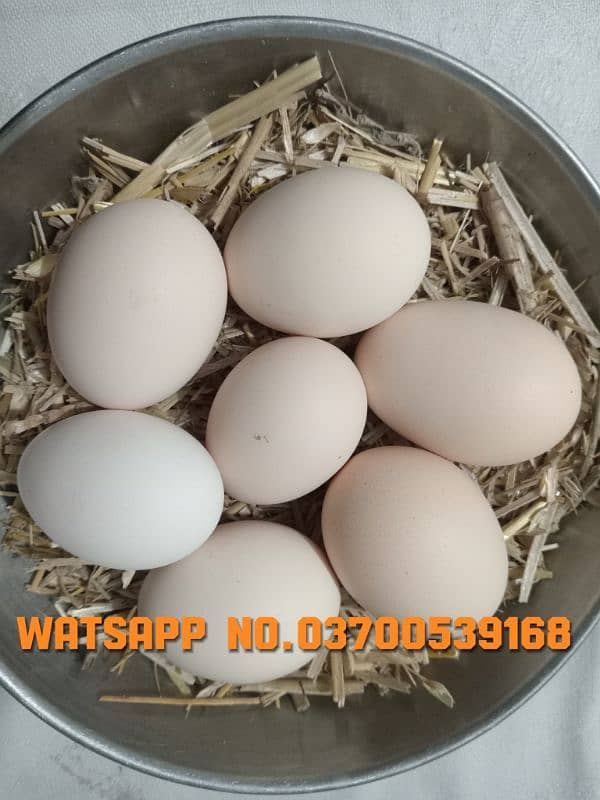 Fresh desi eggs for sale 1