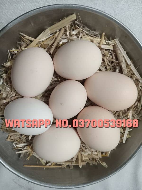 Fresh desi eggs for sale 2