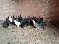 20 hens for sale - active healthy - 5 months old