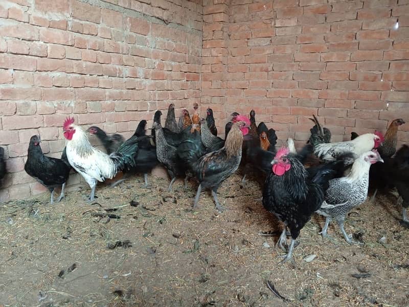 20 hens for sale - active healthy - 5 months old 1