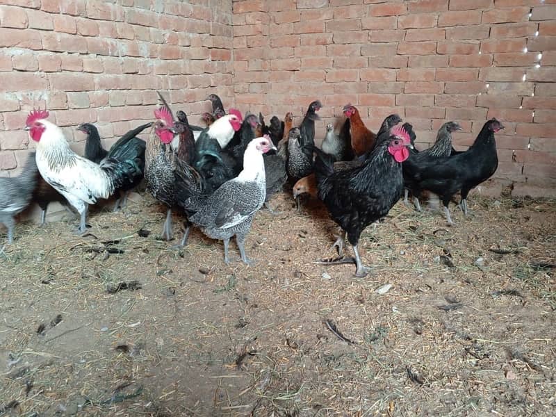 20 hens for sale - active healthy - 5 months old 2