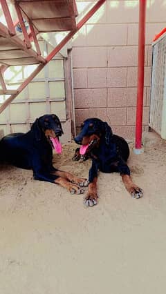 one year old doberman pair