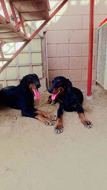 one year old doberman pair 0