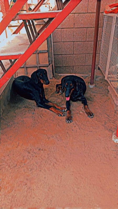 one year old doberman pair 1