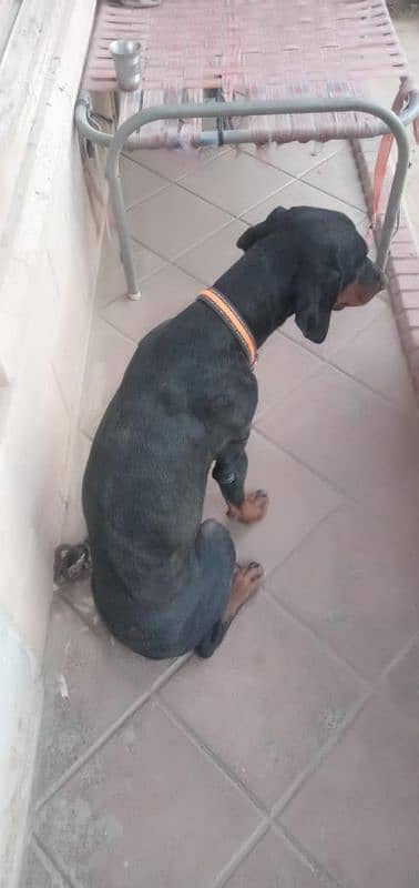 one year old doberman pair 4