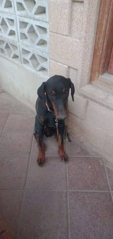 one year old doberman pair 6