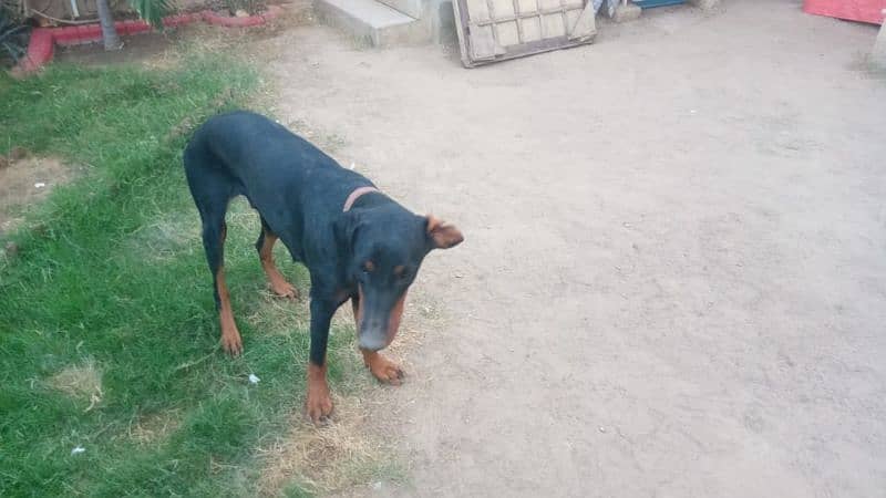 one year old doberman pair 8