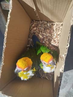 Sun conure chicks and pineapple conure pair