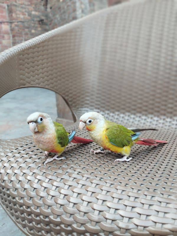 Sun conure chicks and pineapple conure pair 1