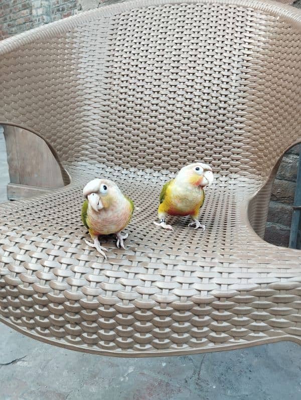 Sun conure chicks and pineapple conure pair 2