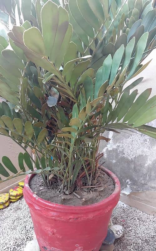 Zambia  ZZ Plant with pot 0