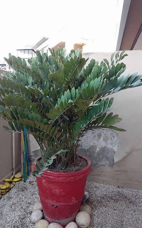 Zambia  ZZ Plant with pot 1