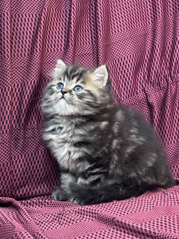 Persian Kitten High Quality 1