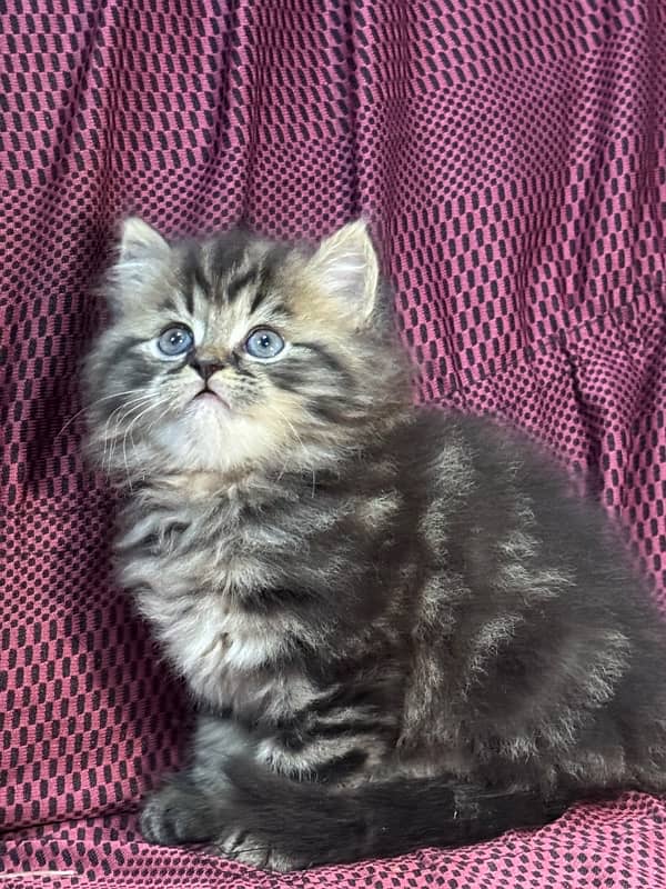 Persian Kitten High Quality 2