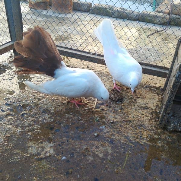 pigeon redtail for sale 3