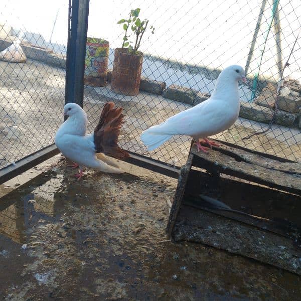 pigeon redtail for sale 4