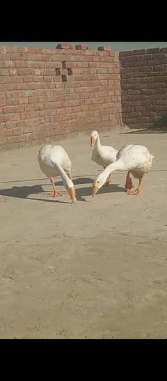 One male two females 3 ducks 03281837464