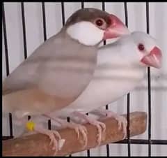 Lady Gouldian Exhibition Jumbo Size Breeding Birds Available