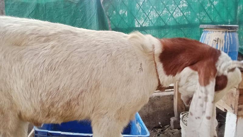 Pure Desi Ablak Nagra Bakra aur Pure Ablak kamori Khasi Bakra for sale 9