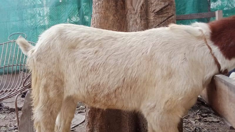 Pure Desi Ablak Nagra Bakra aur Pure Ablak kamori Khasi Bakra for sale 12