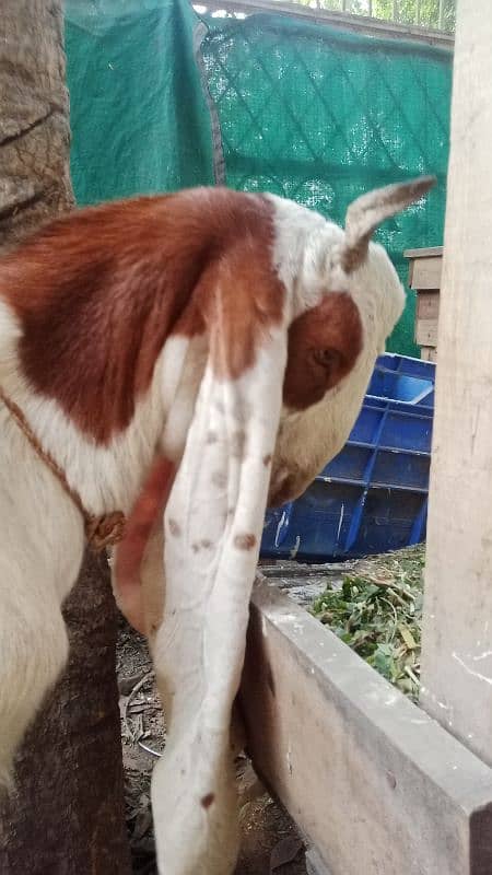 Pure Desi Ablak Nagra Bakra aur Pure Ablak kamori Khasi Bakra for sale 13