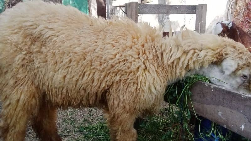 Pure Desi Ablak Nagra Bakra aur Pure Ablak kamori Khasi Bakra for sale 16