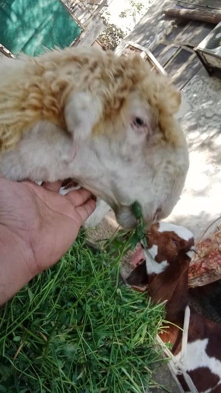 Pure Desi Ablak Nagra Bakra aur Pure Ablak kamori Khasi Bakra for sale 18