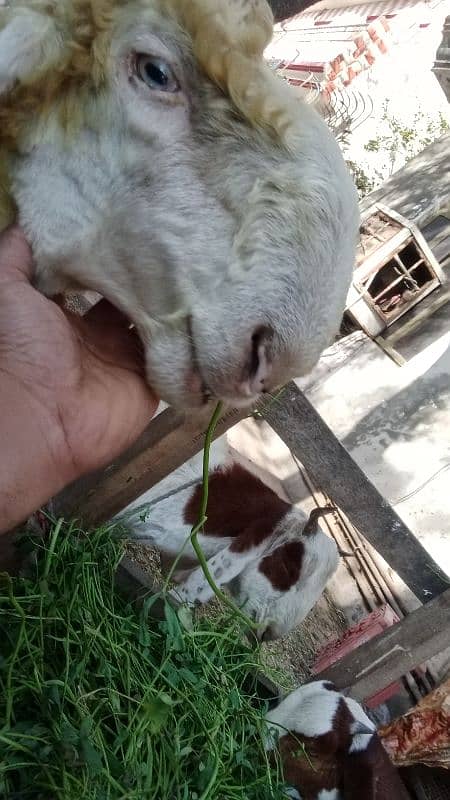 Pure Desi Ablak Nagra Bakra aur Pure Ablak kamori Khasi Bakra for sale 19