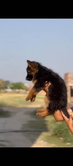 German Shepherd puppy | Long Coat puppies | Dog For Sale | GSD