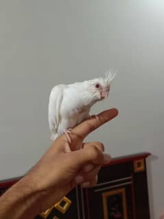 Handtame Cockatiel Chick Red eyes