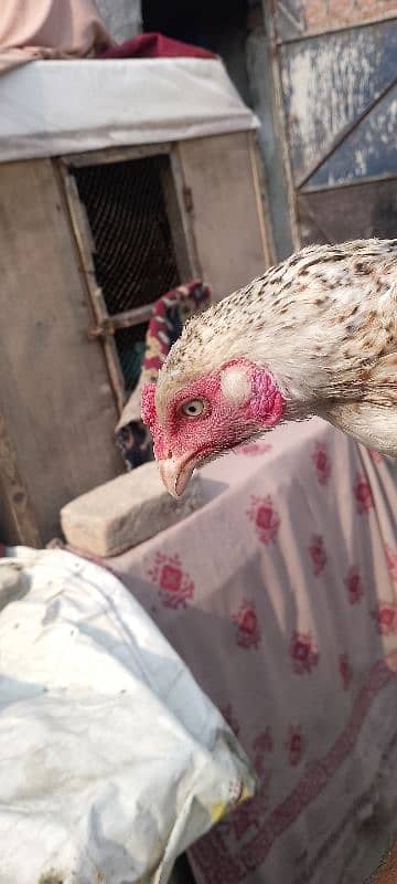 aseel female for sale breed k lia radi hai 1