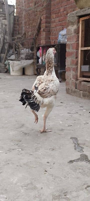 aseel female for sale breed k lia radi hai 2