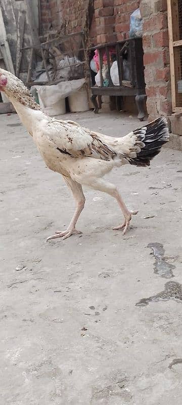 aseel female for sale breed k lia radi hai 3