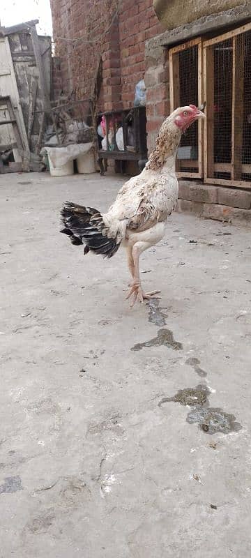 aseel female for sale breed k lia radi hai 4