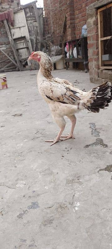 aseel female for sale breed k lia radi hai 6