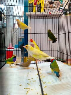 Lutino & Common Gouldian Pairs